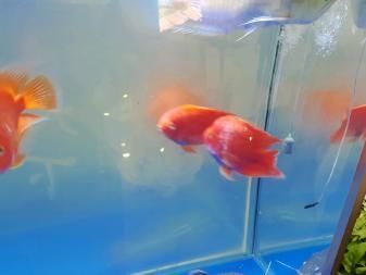 養龍魚濾材多久換一次好：養龍魚濾材更換頻率 養龍魚濾材多久換一次好：養龍魚濾材更換頻率 龍魚百科 第4張