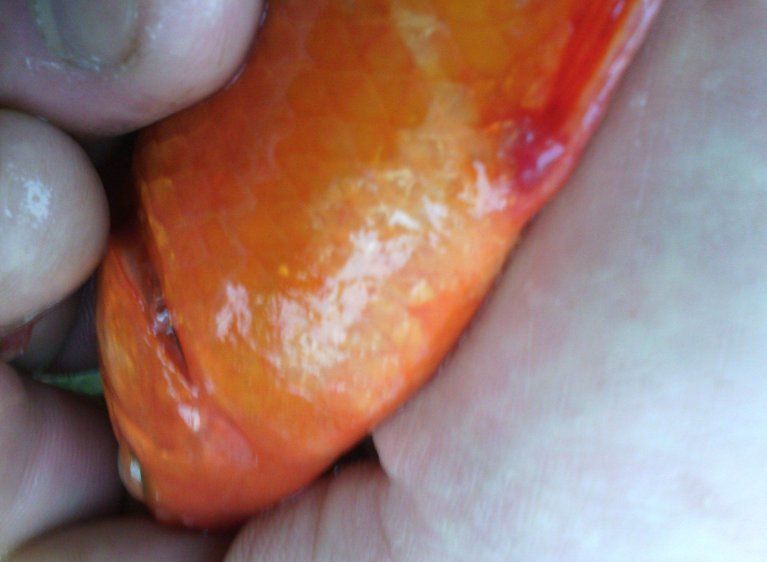 龍魚爛鰓病治療周期是多久？ 龍魚爛鰓病治療周期是多久？ 龍魚百科 第1張