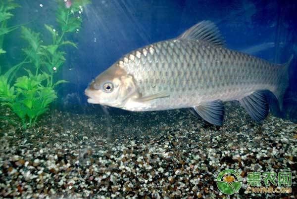 龍魚爛鰓病治療周期是多久？ 龍魚爛鰓病治療周期是多久？ 龍魚百科 第12張
