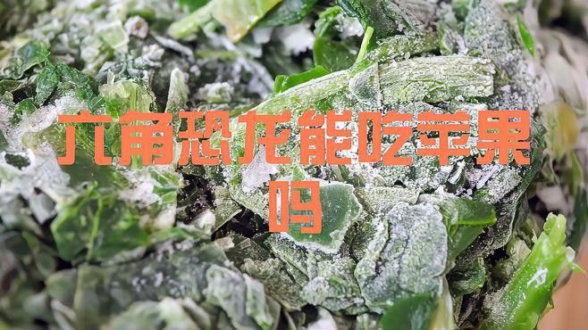 如何給六角恐龍喂食？