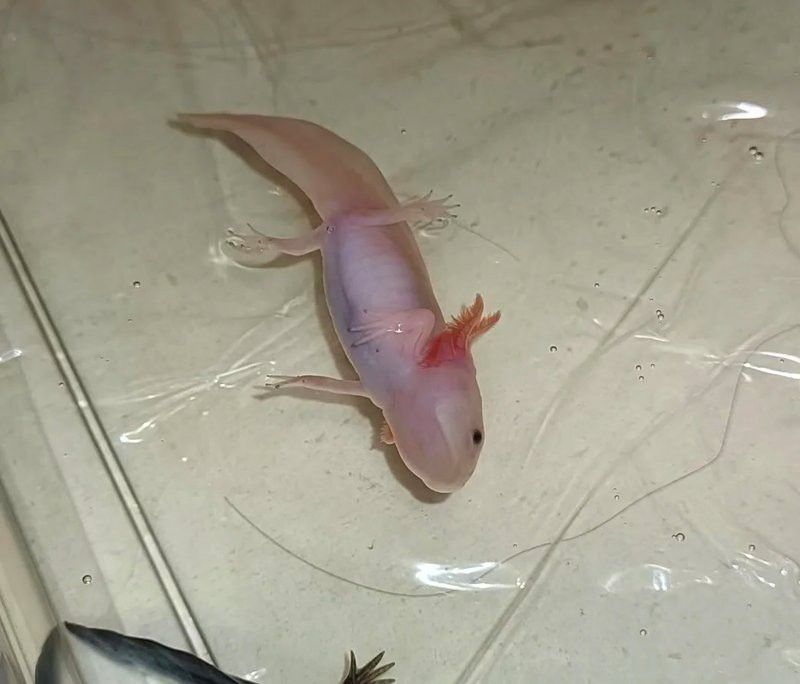 如何給六角恐龍喂食？
