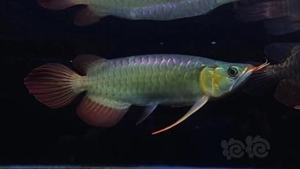短身龍魚好嗎：短身龍魚價(jià)格昂貴，但價(jià)格昂貴的一個(gè)體現(xiàn)，養(yǎng)好短身龍魚并非易事