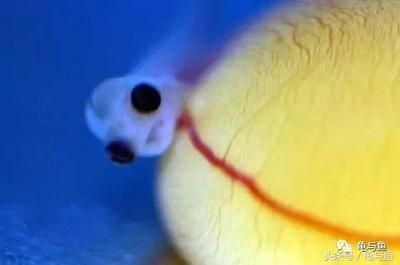龍魚尾巴折斷要剪掉嗎了：當龍魚的尾巴折斷時，通常建議剪掉