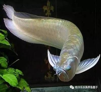 龍魚拿回來幾天喂食：新購(gòu)買的龍魚喂食時(shí)間和適應(yīng)期建議