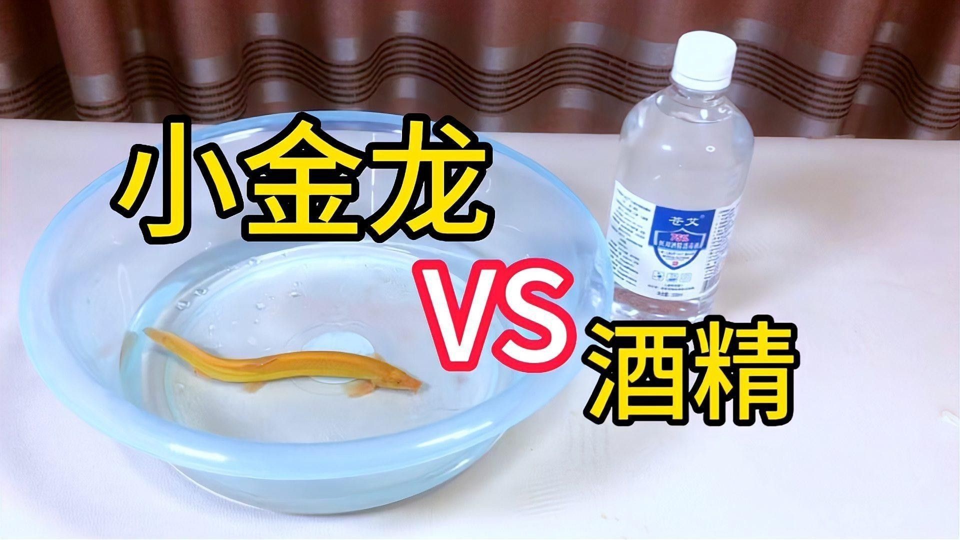 如何判斷金龍魚是否需要消毒？