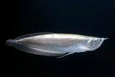 除了上述品種，還有哪些龍魚受到歡迎？