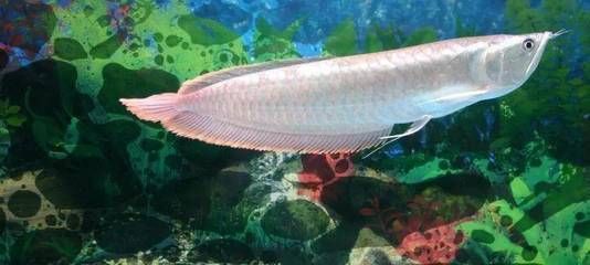 養一條銀龍魚代表什么生肖動物：養一條銀龍魚在文化上象征著權力、尊貴、尊貴、長壽和好運