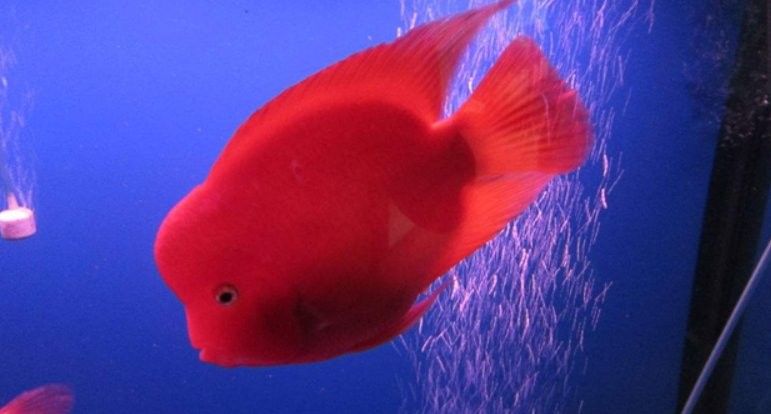 銀龍魚和鸚鵡魚混養水溫多少度合適呢 銀龍魚和鸚鵡魚混養水溫多少度合適呢 龍魚百科 第1張