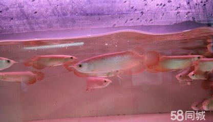 龍魚幼苗怎么養(yǎng)殖方法圖解：龍魚幼苗怎么養(yǎng)殖方法圖解龍魚幼苗養(yǎng)殖方法圖解 龍魚幼苗怎么養(yǎng)殖方法圖解：龍魚幼苗怎么養(yǎng)殖方法圖解龍魚幼苗養(yǎng)殖方法圖解 龍魚百科 第1張