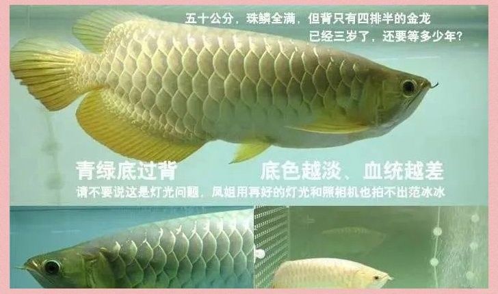 金龍魚鱗片更換周期是多久？