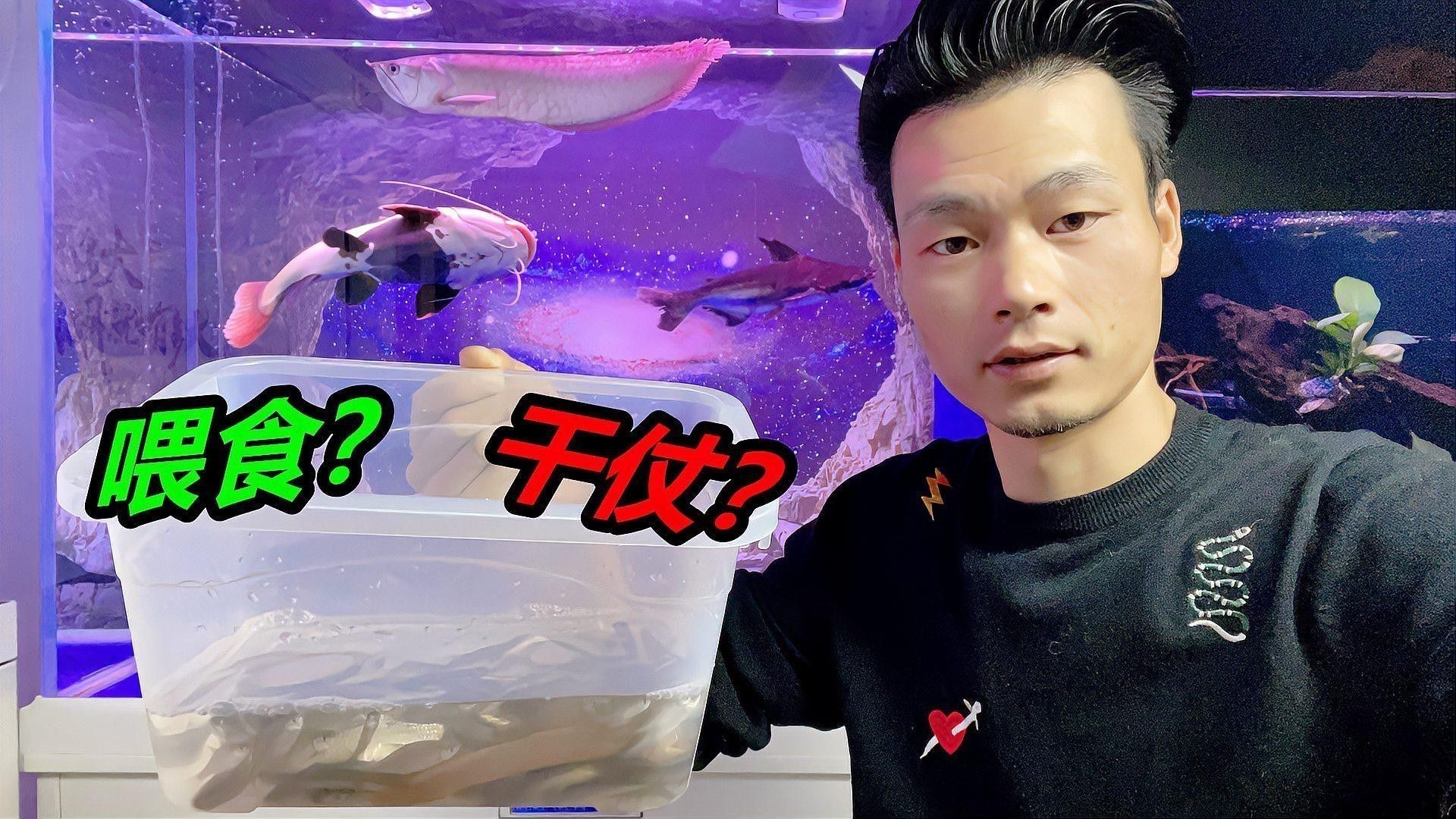 招財魚與龍魚混養會打架嗎為什么