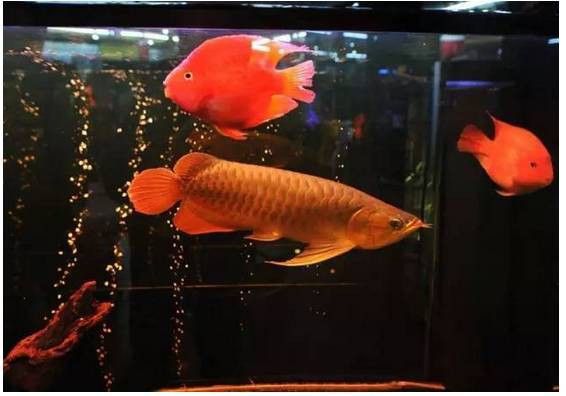 招財魚與龍魚混養會打架嗎為什么