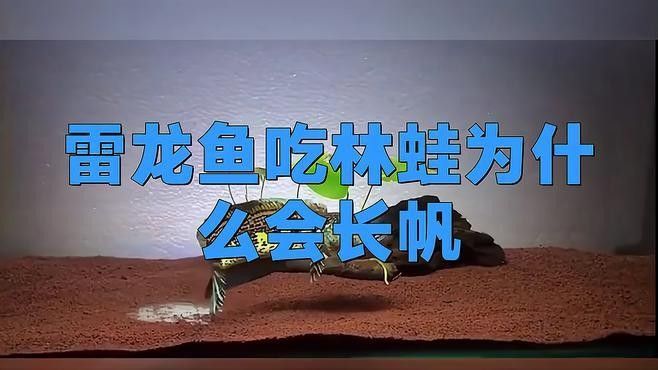 雷龍魚如何讓帆長高