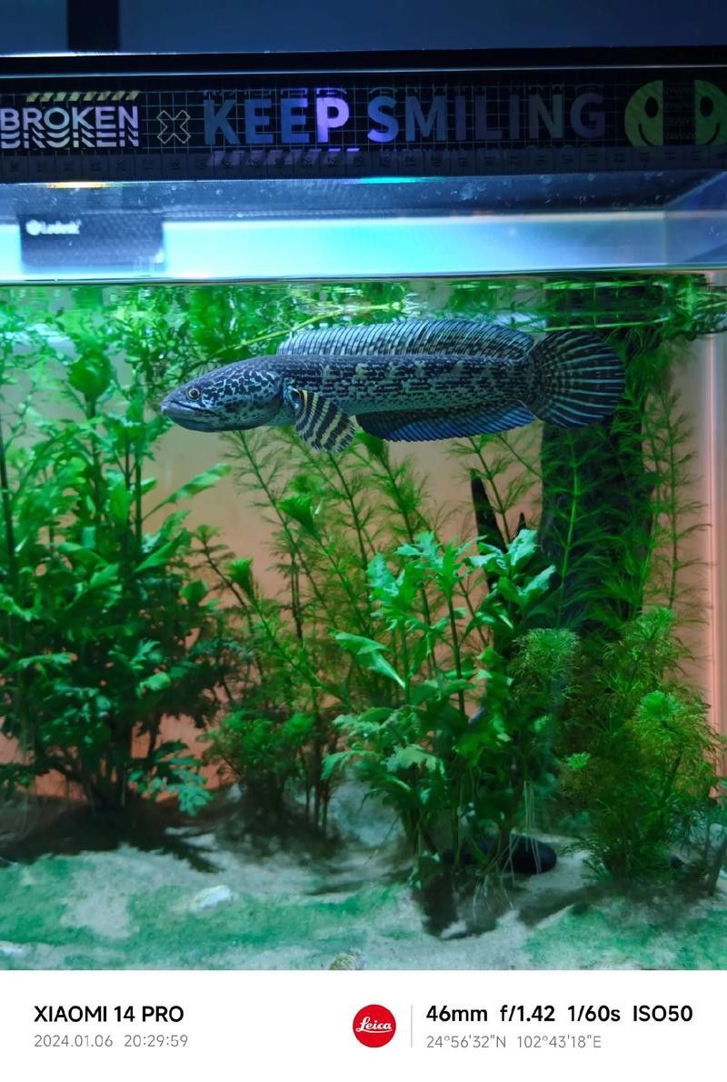 雷龍魚如何讓帆長高
