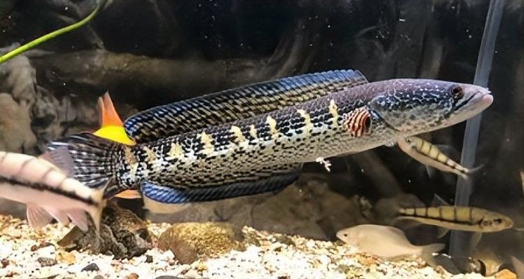 雷龍魚如何讓帆長高