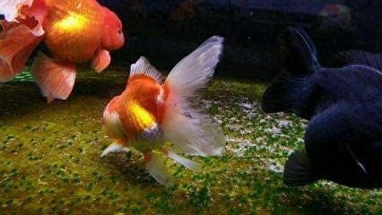龍魚一直游來游去的嗎會停下來休息嗎（龍魚一直游來游去的嗎）
