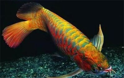 龍魚一直游來游去的嗎會停下來休息嗎（龍魚一直游來游去的嗎）