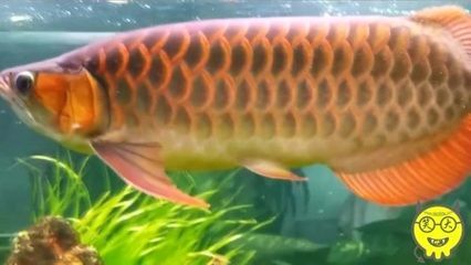 養(yǎng)龍魚需要什么過(guò)濾設(shè)備呢：養(yǎng)龍魚需要什么過(guò)濾設(shè)備
