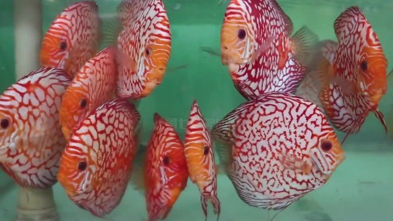 馬來西亞七彩漁場地址 馬來西亞七彩漁場地址 龍魚百科 第2張