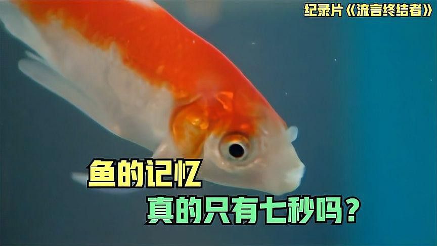 有哪些實驗支持紅龍魚能記住主人？