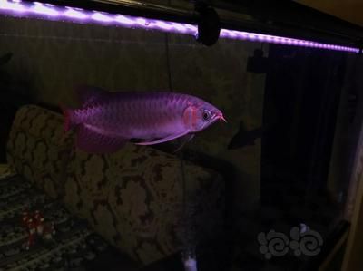 給龍魚清理魚缸的魚用什么：給龍魚清理魚缸的工具魚用什么工具魚用什么工具魚 給龍魚清理魚缸的魚用什么：給龍魚清理魚缸的工具魚用什么工具魚用什么工具魚 龍魚百科 第3張