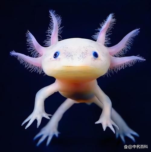 六腳龍魚圖片大全 六腳龍魚圖片大全 龍魚百科 第7張