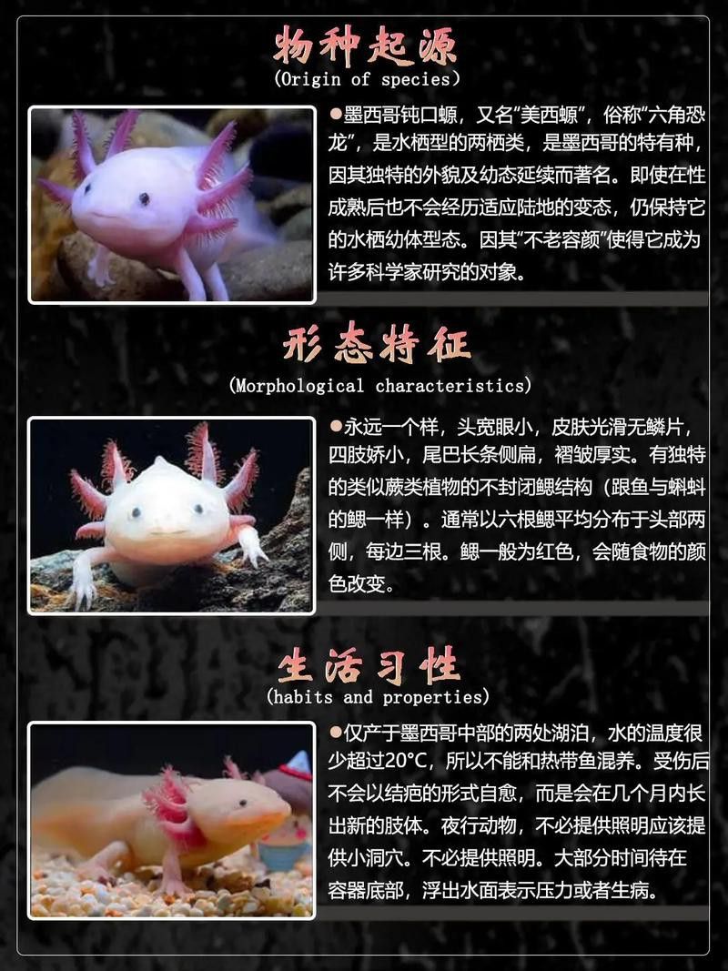 六腳龍魚圖片大全 六腳龍魚圖片大全 龍魚百科 第36張
