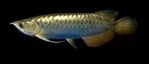 龍魚鱗片不亮：如何影響龍魚鱗片的亮度