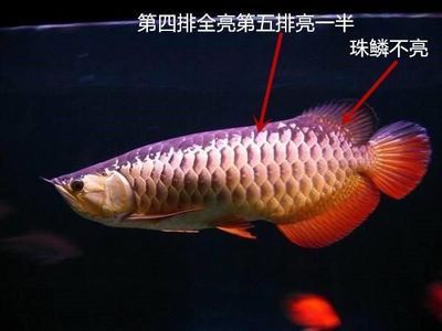 龍魚鱗片不亮：如何影響龍魚鱗片的亮度