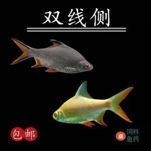 銀龍魚苗幼魚期最佳飼料選擇：銀龍魚苗在幼魚期的最佳飼料選擇 銀龍魚苗幼魚期最佳飼料選擇：銀龍魚苗在幼魚期的最佳飼料選擇 龍魚百科 第1張