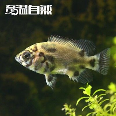 銀龍魚苗幼魚期最佳飼料選擇：銀龍魚苗在幼魚期的最佳飼料選擇 銀龍魚苗幼魚期最佳飼料選擇：銀龍魚苗在幼魚期的最佳飼料選擇 龍魚百科 第5張
