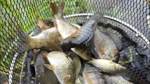 火龍魚能吃嗎