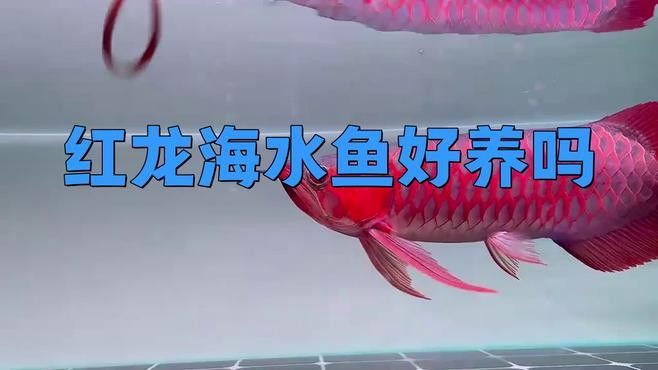 哪種紅龍魚最好養活一些 哪種紅龍魚最好養活一些 龍魚百科 第2張