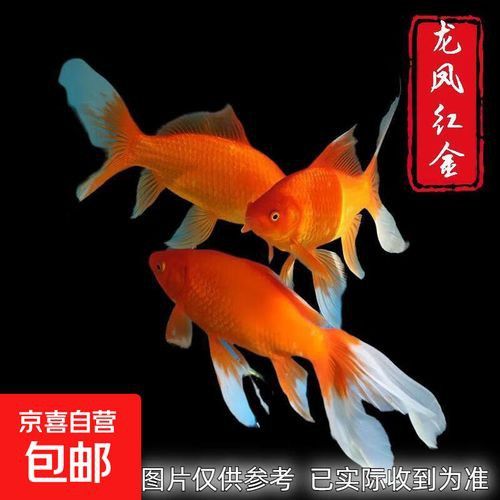 紅金龍魚價格多少錢一條圖片及價格