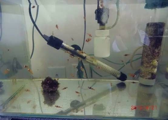 紅龍魚發色燈光用什么牌子：紅龍魚發色燈光用什么牌子好