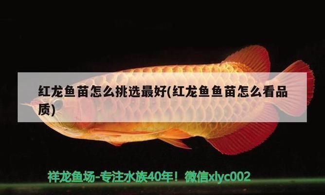 紅龍魚魚苗怎么看品質好壞（紅龍魚魚苗價格范圍）