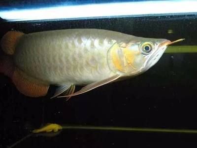 紅龍魚吃小紅魚好嗎（紅龍魚吃什么合適）