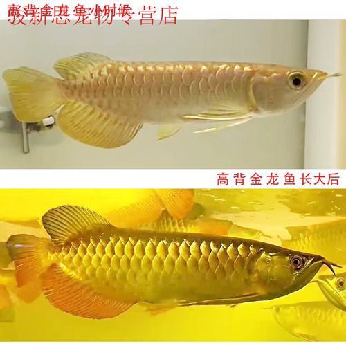 重金屬藍底過背金龍魚 重金屬藍底過背金龍魚 龍魚百科 第3張