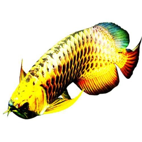 重金屬藍底過背金龍魚 重金屬藍底過背金龍魚 龍魚百科 第1張