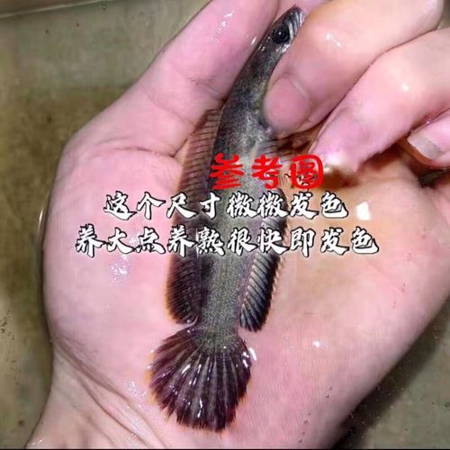 重金屬藍底過背金龍魚 重金屬藍底過背金龍魚 龍魚百科 第2張