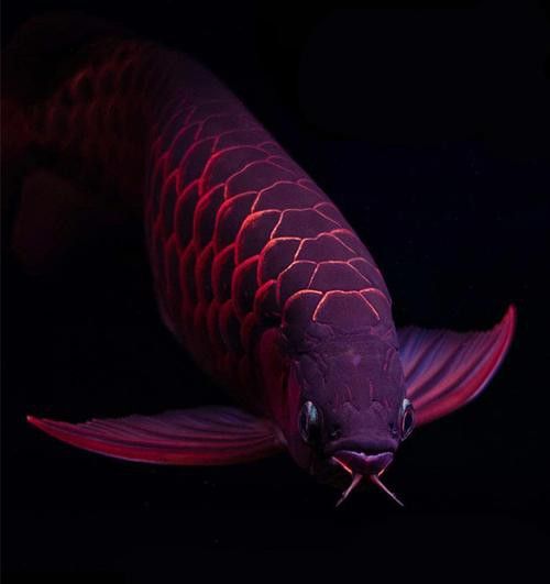 重金屬藍底過背金龍魚 重金屬藍底過背金龍魚 龍魚百科 第4張