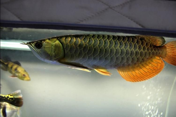 重金屬藍底過背金龍魚 重金屬藍底過背金龍魚 龍魚百科 第7張