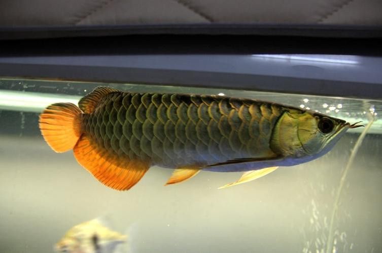 重金屬藍底過背金龍魚 重金屬藍底過背金龍魚 龍魚百科 第9張