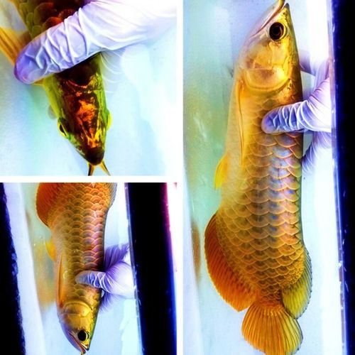 重金屬藍底過背金龍魚 重金屬藍底過背金龍魚 龍魚百科 第5張