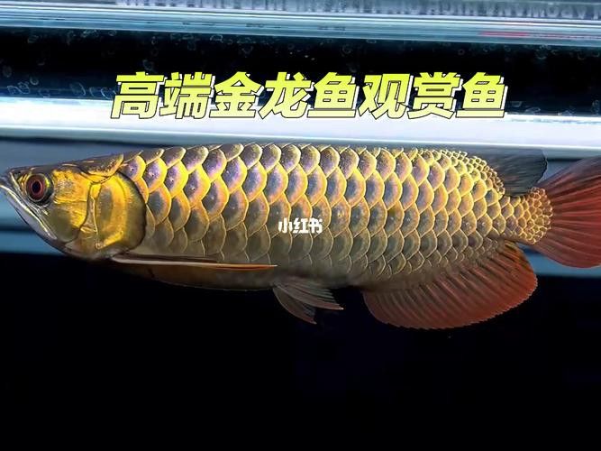 重金屬藍底過背金龍魚 重金屬藍底過背金龍魚 龍魚百科 第16張