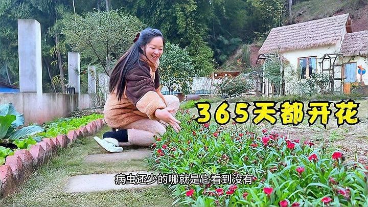 如何種植和維護(hù)這些植物？