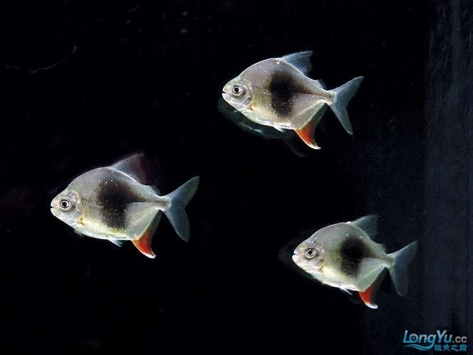 黑魚能和銀龍魚一起養(yǎng)嗎圖片視頻