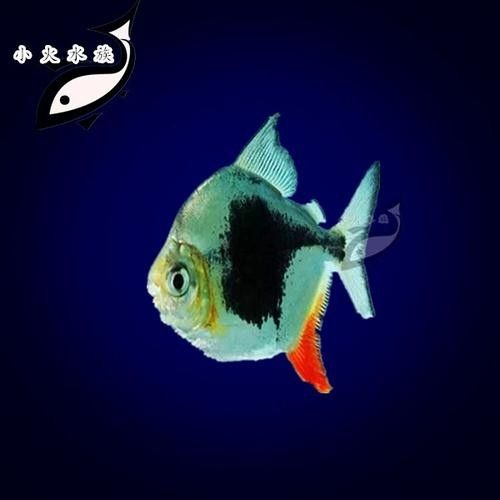 黑魚能和銀龍魚一起養(yǎng)嗎圖片視頻
