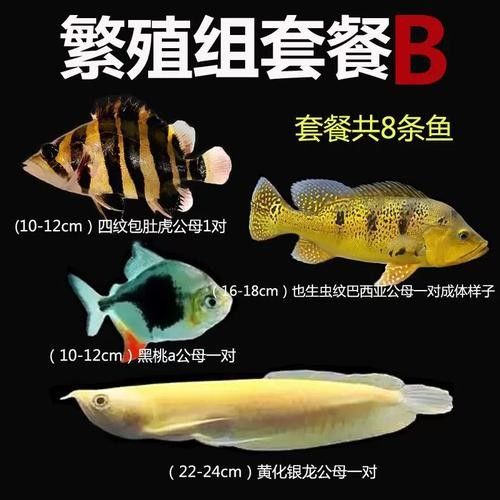 黑魚能和銀龍魚一起養(yǎng)嗎圖片視頻