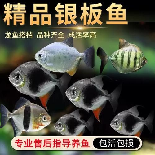 黑魚能和銀龍魚一起養(yǎng)嗎圖片視頻